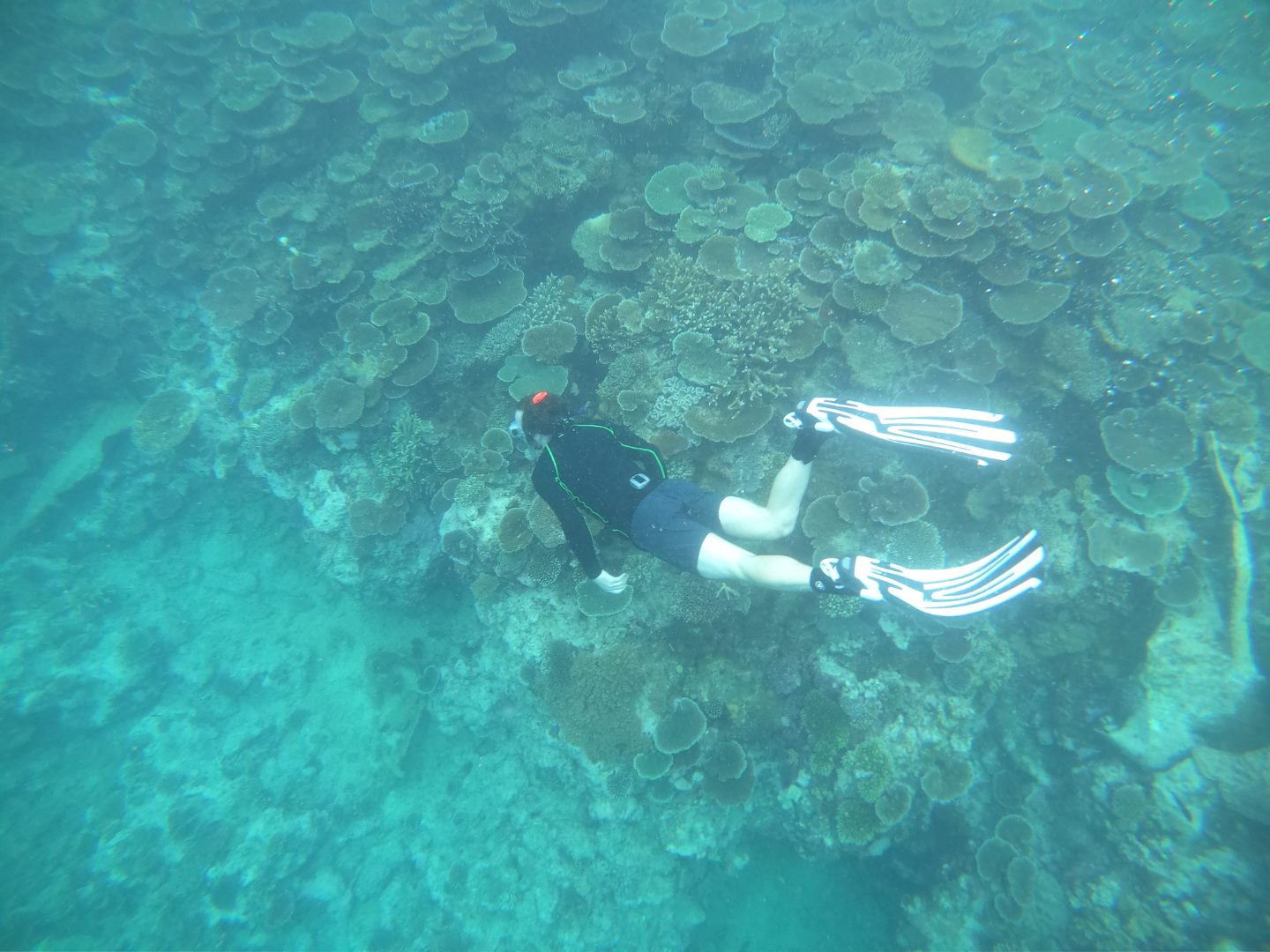snorkelling near reef