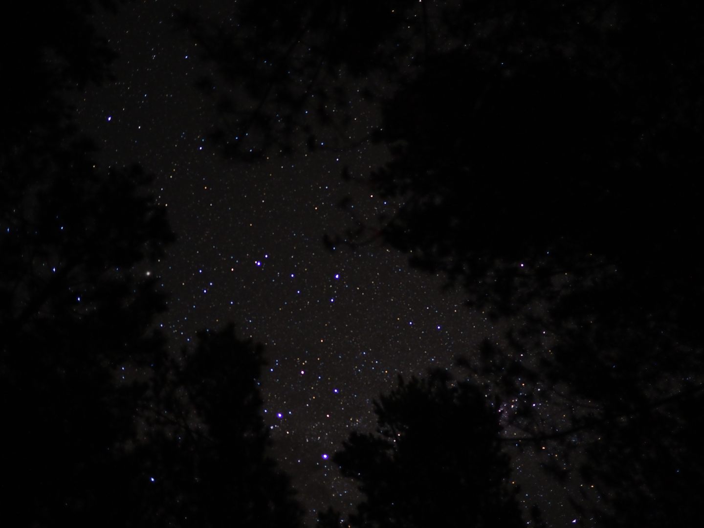 stars through the pines